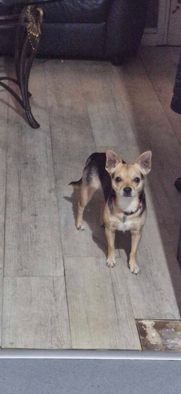 Chihuahua puppies for sale in Hyde, Greater Manchester – 3 years old
