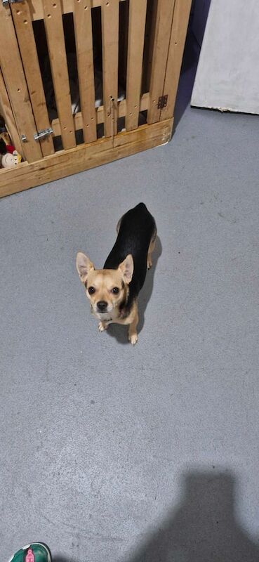 Chihuahua puppies for sale in Hyde, Greater Manchester – 3 years old - Image 2 of 2