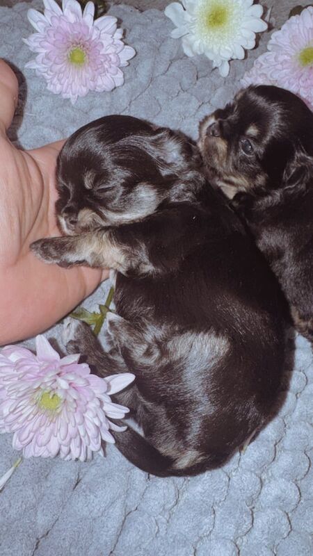 Tini malchi puppies for sale in Fauldhouse, West Lothian