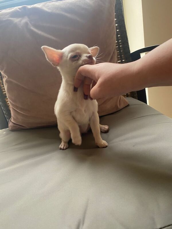 Kennel Club Registered Chihuahua Puppies For Sale