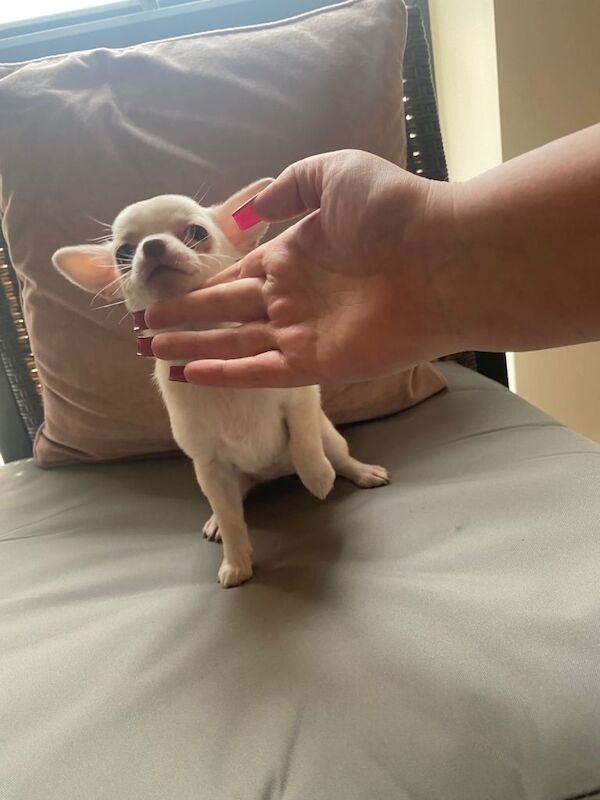 Chihuahua puppies for sale in Stratford, Greater London – KC registered, 10 weeks old - Image 2 of 4