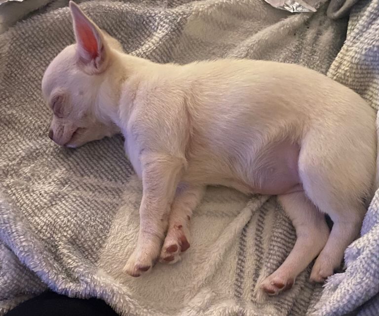 Chihuahua puppies for sale in Stratford, Greater London – KC registered, 10 weeks old - Image 3 of 4