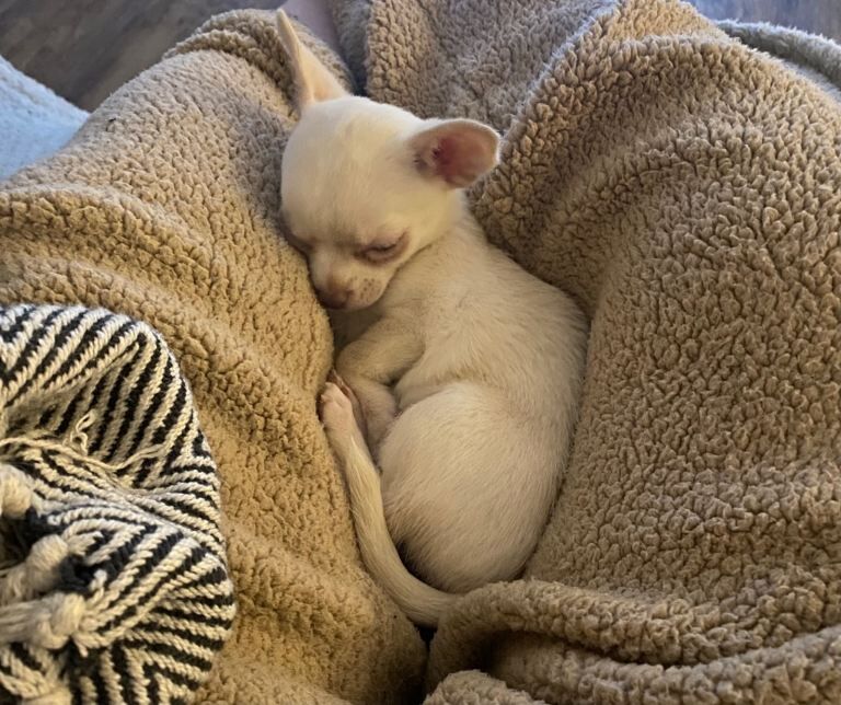 Chihuahua puppies for sale in Stratford, Greater London – KC registered, 10 weeks old - Image 4 of 4