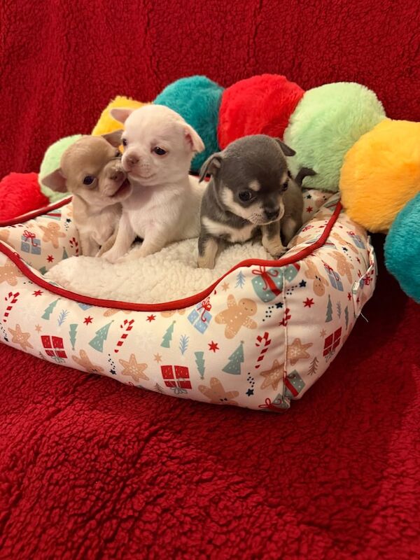 Chihuahua puppies for sale in Ilford, Greater London – KC registered, 4 weeks old