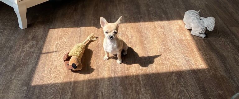 Chihuahua puppies for sale in Stratford, Greater London – 6 months old