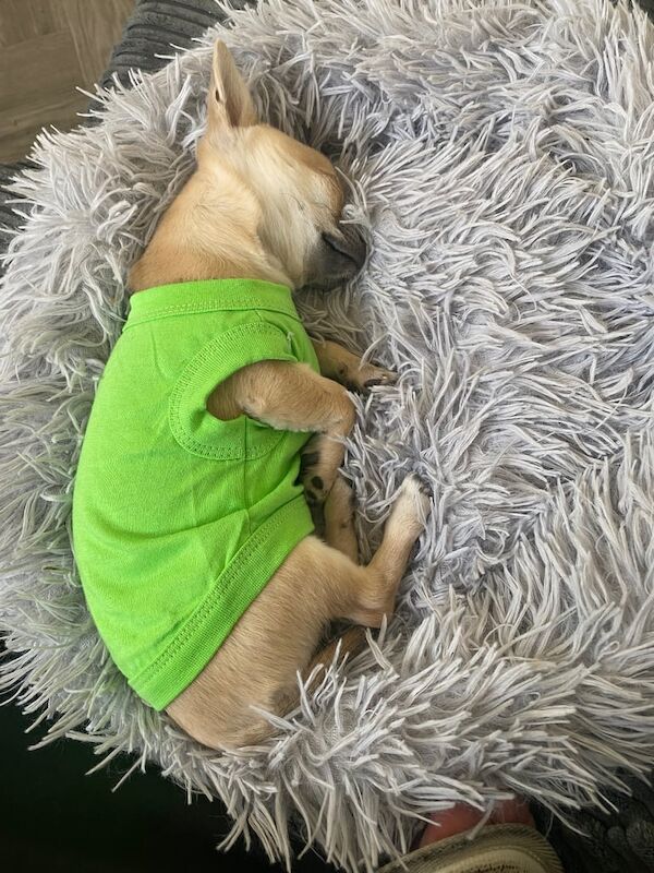 Chihuahua puppies for sale in Stratford, Greater London – 6 months old - Image 2 of 3