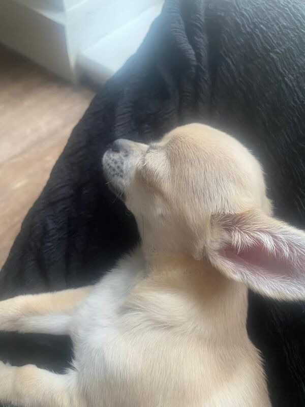 Chihuahua puppies for sale in Stratford, Greater London – 6 months old - Image 3 of 3