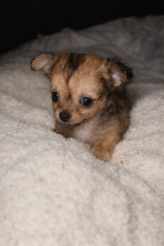 Chihuahua puppies for sale in Devizes, Wiltshire – 6 weeks old