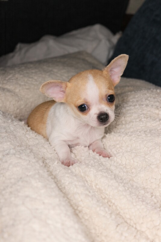Tiny Chihuahua Boys – Ready 5th Feb! - Image 2 of 3