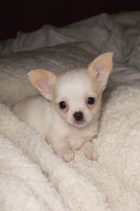 Tiny Chihuahua Boys – Ready 5th Feb! - Image 3 of 3