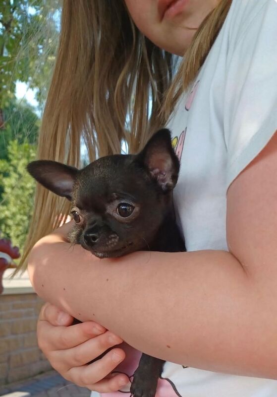 Tiny chihuahua girl