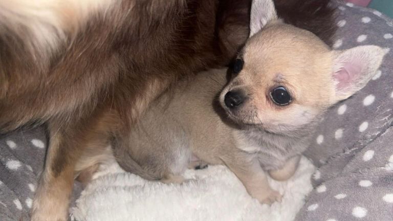 Chihuahua puppies for sale in Culverhouse Cross, South Glamorgan – 7 weeks old - Image 2 of 4