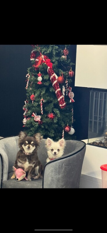 Chihuahua puppies for sale in Culverhouse Cross, South Glamorgan – 7 weeks old - Image 3 of 4