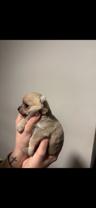 Chihuahua puppies for sale in Culverhouse Cross, South Glamorgan – 7 weeks old - Image 4 of 4