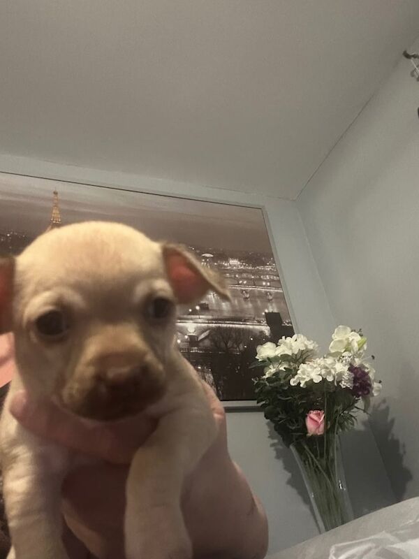 Chihuahua puppies for sale in Nailsea, Somerset – 7 weeks old