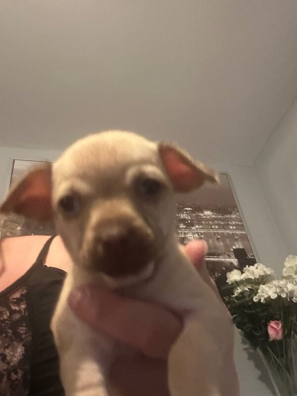 Chihuahua puppies for sale in Nailsea, Somerset – 7 weeks old - Image 2 of 3