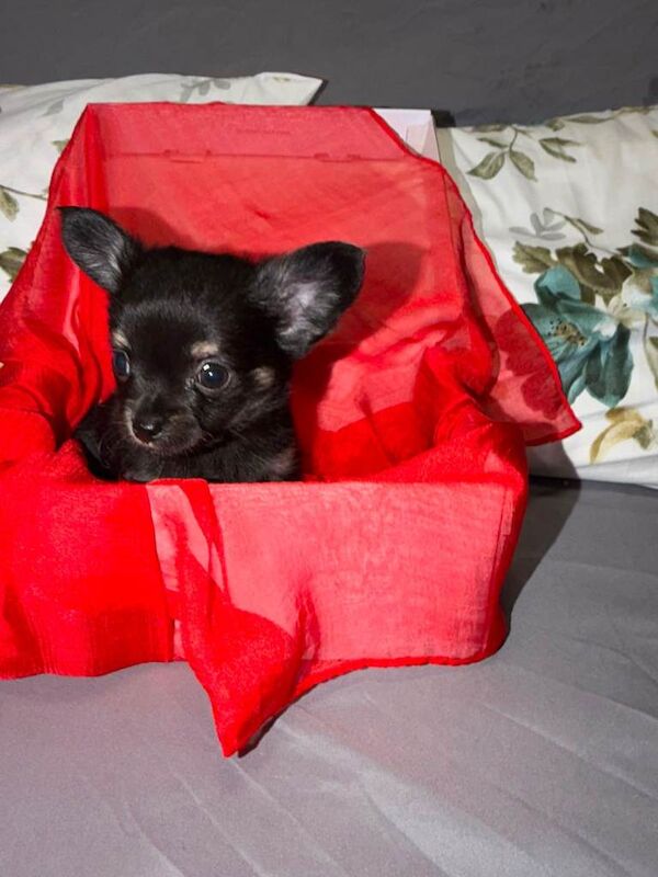 Tiny chihuahua puppies - Image 2 of 6