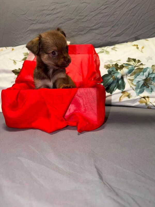 Tiny chihuahua puppies - Image 3 of 6