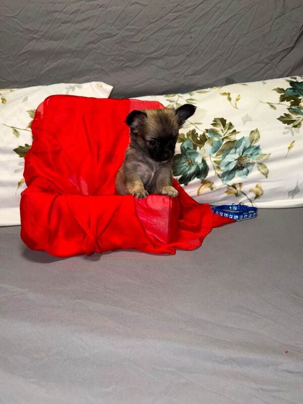 Tiny chihuahua puppies - Image 4 of 6