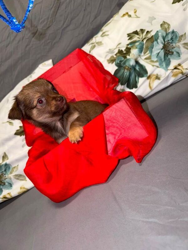 Tiny chihuahua puppies - Image 5 of 6