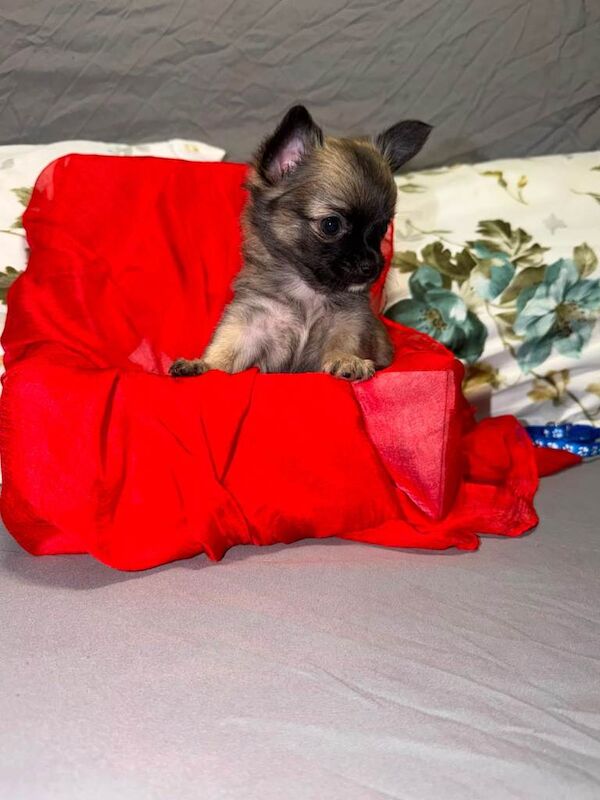 Tiny chihuahua puppies - Image 6 of 6