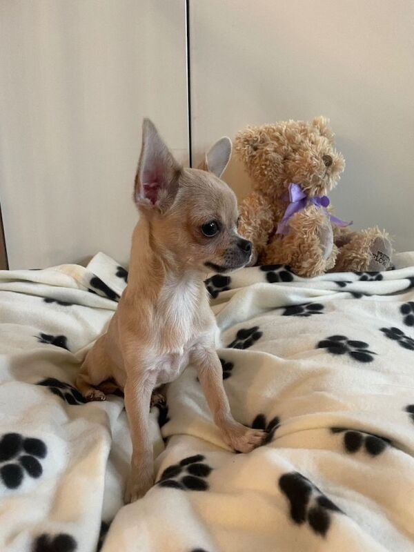 Chihuahua Puppies For Sale