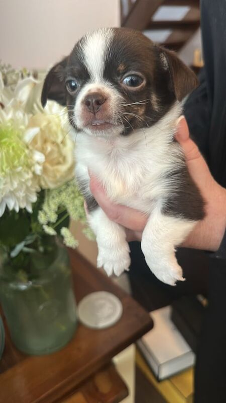 Chihuahua puppies for sale in Romford, Greater London – 6 weeks old