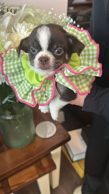 Chihuahua puppies for sale in Romford, Greater London – 6 weeks old - Image 2 of 3