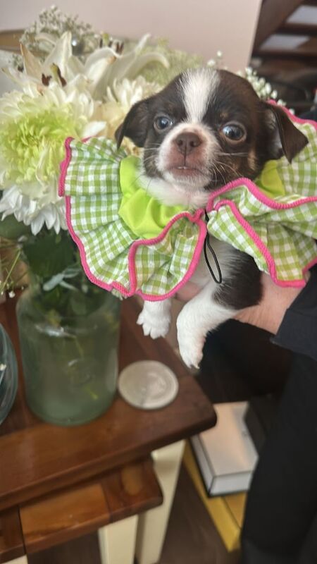 Chihuahua puppies for sale in Romford, Greater London – 6 weeks old - Image 3 of 3