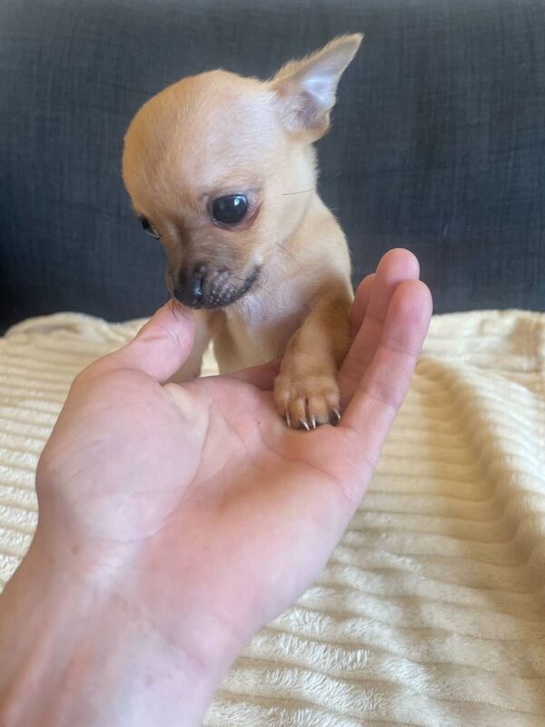 Tiny Female Chihuahua - Image 2 of 3