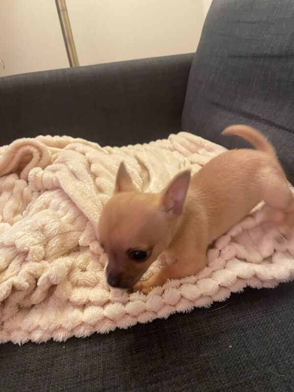Tiny Female Chihuahua - Image 3 of 3