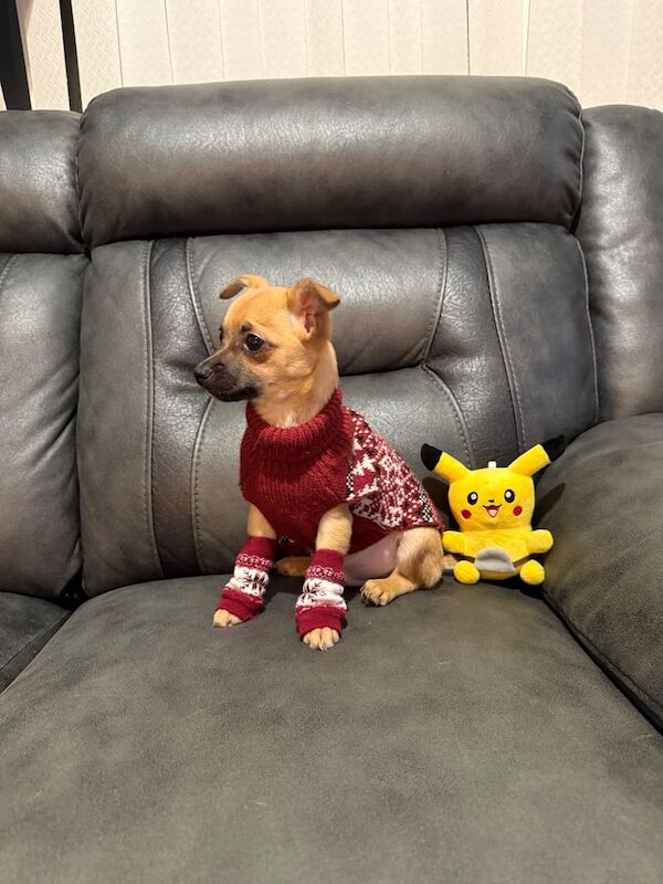 Chihuahua puppies for sale in Leicester, Leicestershire – 9 weeks old