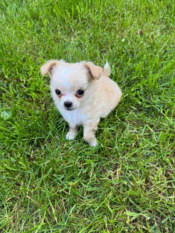 Tiny long haired Chihuahua for sale in Holywood, County Down