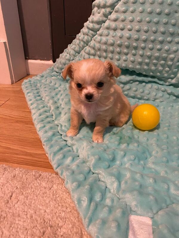 Tiny long haired Chihuahua for sale in Holywood, County Down | Image 2