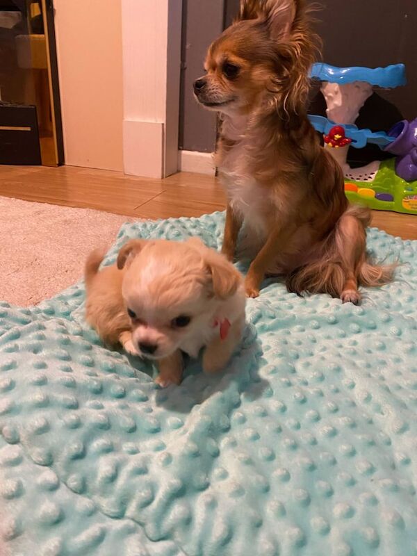Tiny long haired Chihuahua for sale in Holywood, County Down | Image 3