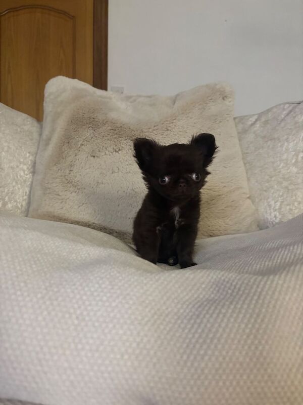 Chihuahua puppies for sale in Penrith, Cumbria – KC registered, 12 weeks old