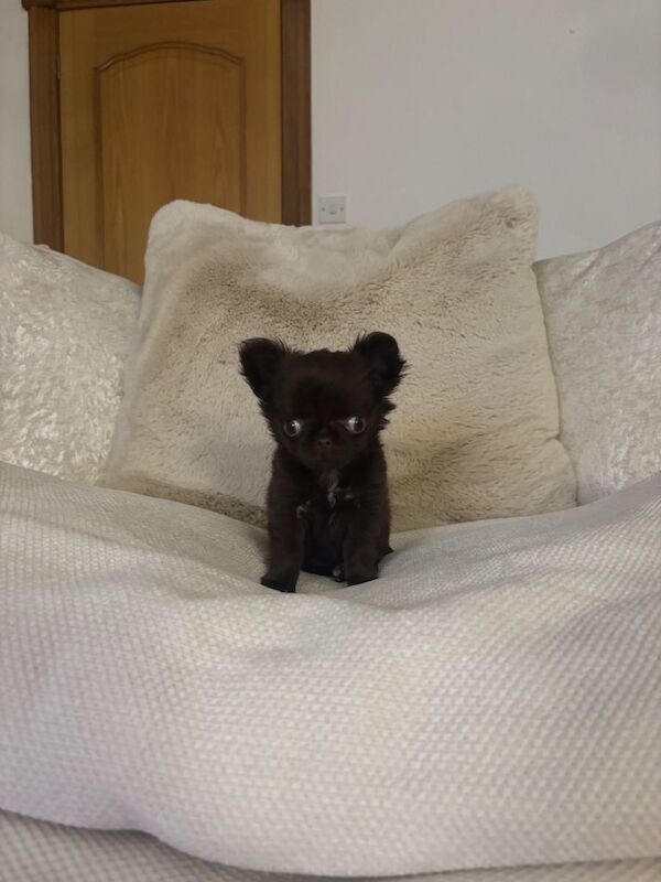 Tiny long haired girl available! - Image 2 of 6