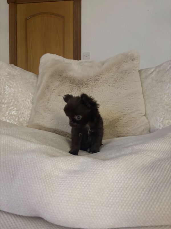 Tiny long haired girl available! - Image 4 of 6