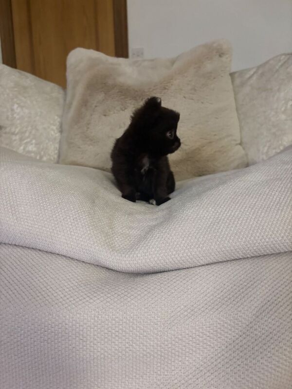 Tiny long haired girl available! - Image 5 of 6