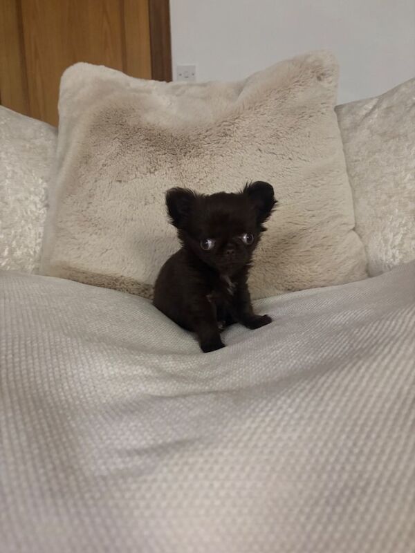 Tiny long haired girl available! - Image 6 of 6