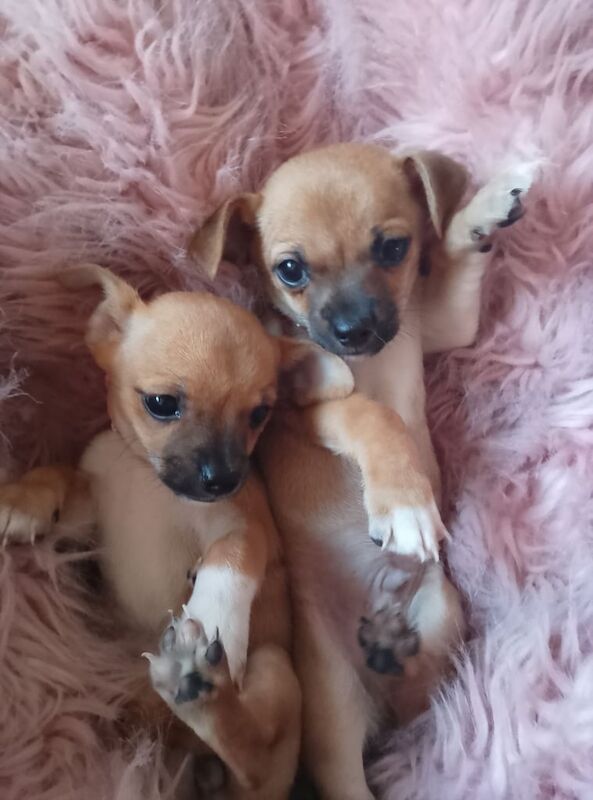Tiny tea cup chihuahua deer head. for sale in Dromore , County Down