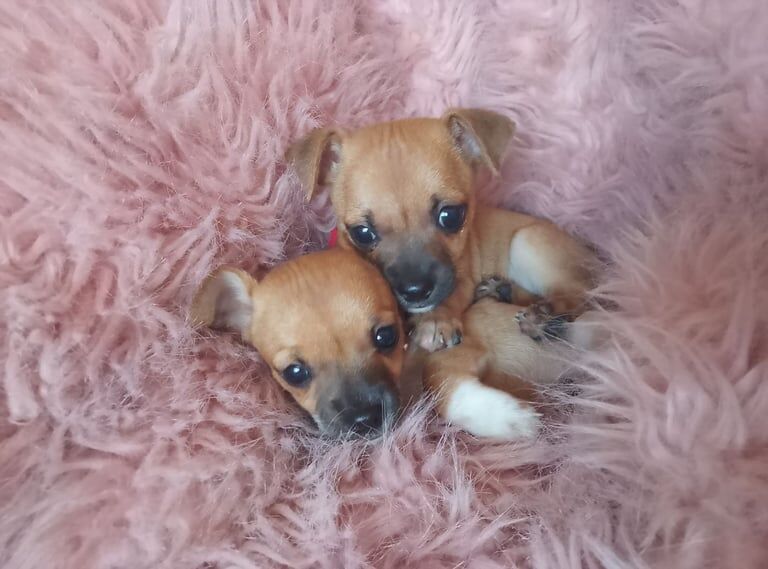 Tiny tea cup chihuahua deer head. for sale in Dromore , County Down | Image 2