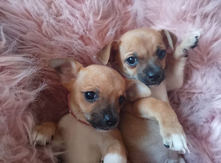 Tiny tea cup chihuahua deer head. for sale in Dromore , County Down | Image 3