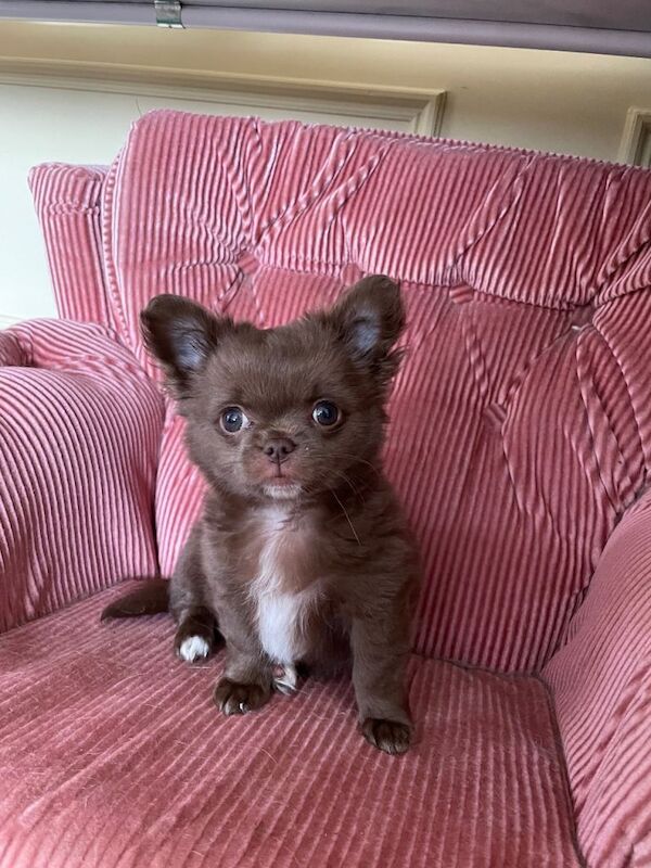 Chihuahua Puppies For Sale