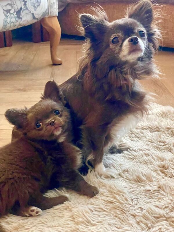 Title Long-Haired Auburn Apple Head Chihuahua Puppies - Image 2 of 4
