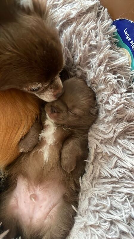 Title Long-Haired Auburn Apple Head Chihuahua Puppies - Image 3 of 4