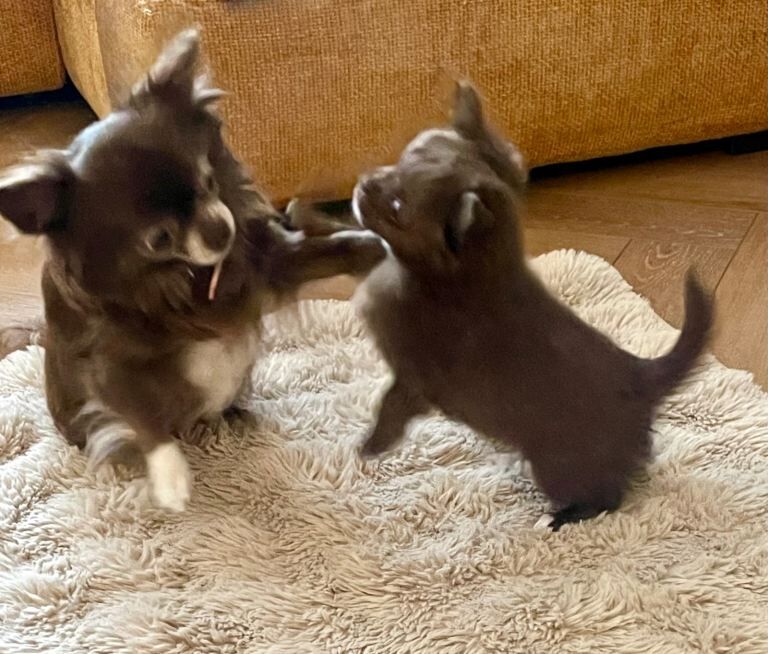 Title Long-Haired Auburn Apple Head Chihuahua Puppies - Image 4 of 4