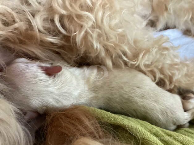 Chihuahua x toy poodle puppies for sale clearance