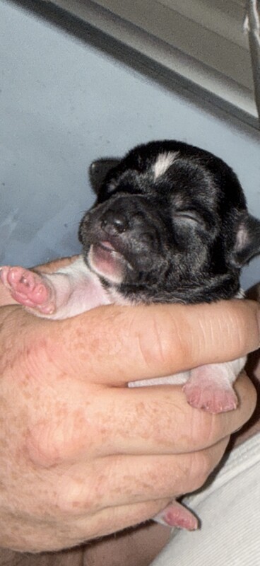 Chihuahua puppies for sale in Stockton-on-Tees, Durham – 7 weeks old