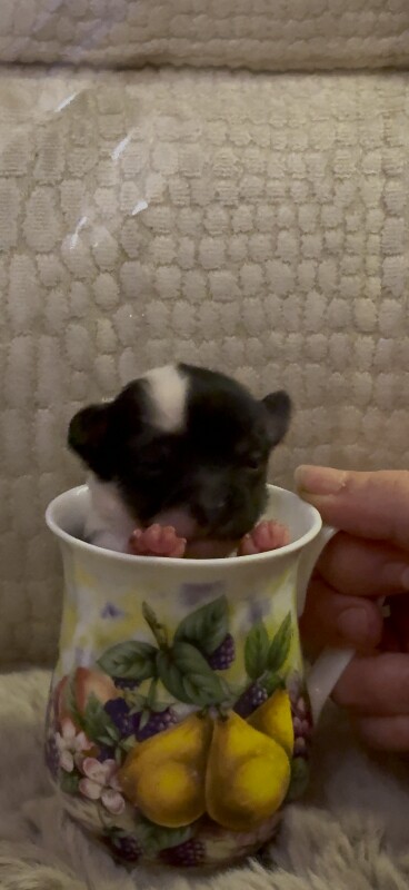 Chihuahua puppies for sale in Stockton-on-Tees, Durham – 11 weeks old - Image 3 of 5